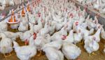 Avicultores reportan la muerte de 100 mil pollos por bloqueos; pérdidas superan Bs 700 mil