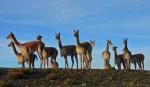 Investigan en Potosí la presunta caza ilegal de vicuñas; hay dos aprehendidos