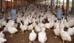 Avicultores anuncian incremento del precio del kilo de pollo vivo de Bs 6 a 8