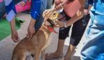 Concepción registra nueve casos de rabia canina y refuerzan campaña de control
