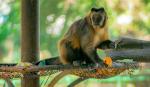Implementan pago por QR en el Zoológico para frenar la venta de entradas falsas 