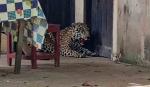 Guayaramerín: vecinos matan a tiros a un jaguar que ingresó a una vivienda