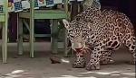 Muerte de jaguar en Beni: Fiscalía indaga presunto biocidio y tenencia ilícita de armas