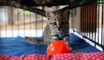 Gatito montés rescatado en Pailón recibe atención especializada