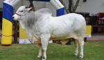 Expocruz 2026: Sylvester FIV, el ejemplar más pesado con 1.235 kilos