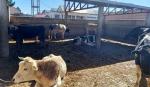 Lucha Contra el Contrabando entrega ganado incautado al matadero Los Andes para abastecer a Emapa