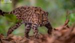 Leopardus tilcayo: Bolivia le da al mundo una nueva especie de gato silvestre, la primera en más de 100 años 