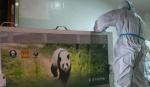 China envía dos pandas gigantes a Estados Unidos