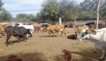 Fegasacruz cuestiona las movilizaciones y alerta sobre sus efectos en la producción