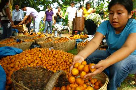 Producción de achachairú baja un 80% por la sequía