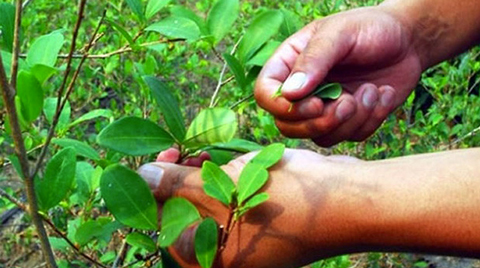 UNODC-registra-mas-de-mil-hectareas-de-coca-en-el-Poligono-7-del-Tipnis