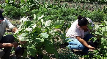 Expertos:-Es-la-gran-oportunidad-para-expandir-la-produccion-interna-y-externa-de-la-agricultura-familiar-campesina